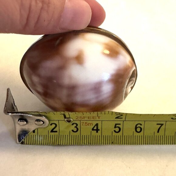 Vintage Cowrie Shell Brass Hinged Trinket Box, Kiss-Lock Closure, Delicate - Picture 4 of 4